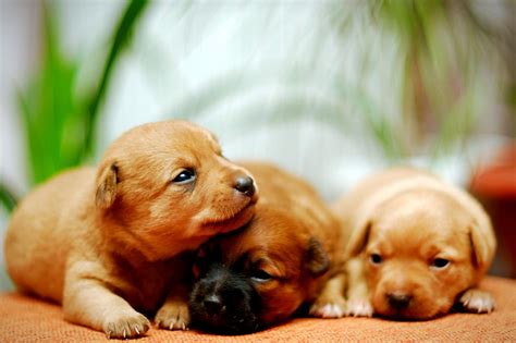 pupsis|PUPSIS .